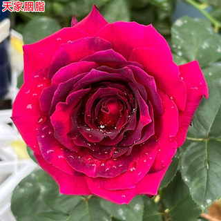 The super new product Hongqiu is also called Tianjia Rouge rose seedlings Kawamoto commemorative series large flowers with strong fragrance blooming in all seasons