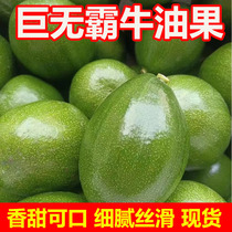 Authentic Hainan local Big Mac avocado fresh and freshly picked supplementary food for pregnant women and babies avocado 5 pounds large fruit
