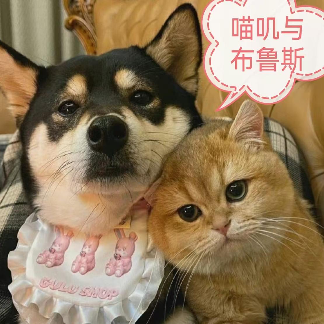 喵叽与布鲁斯