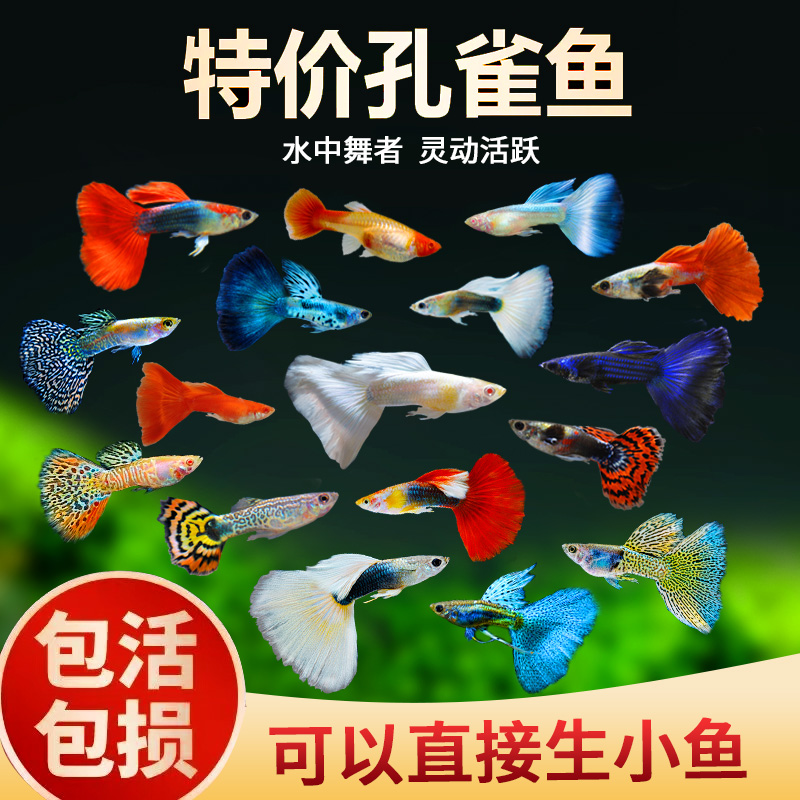 解密孔雀鱼繁殖的秘密角落