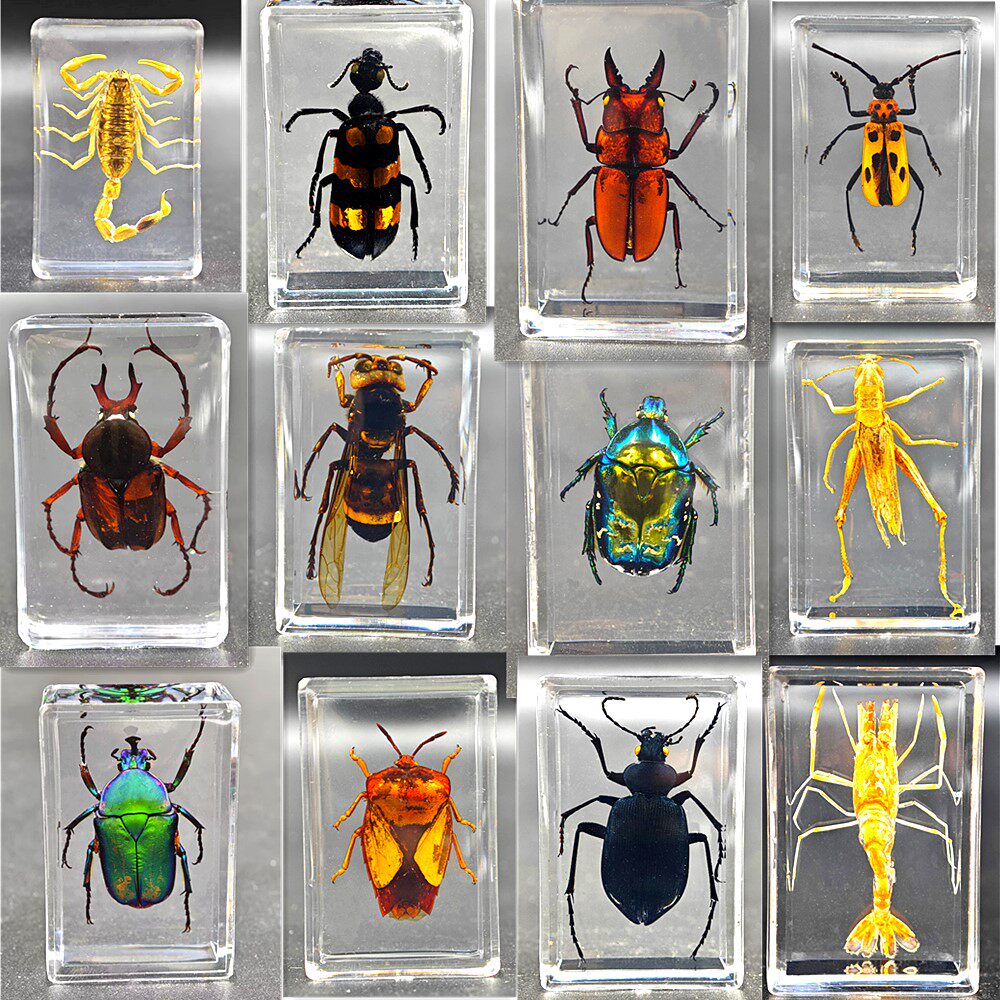 昆虫標本 機械仕立ての昆虫標本_WebShop販売Vol.1_小サイズ | うつせみ標本屋