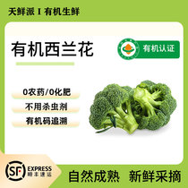 Organic broccoli vegetables cauliflower cauliflower freshly picked farm greens pesticide-free salad ingredients SF