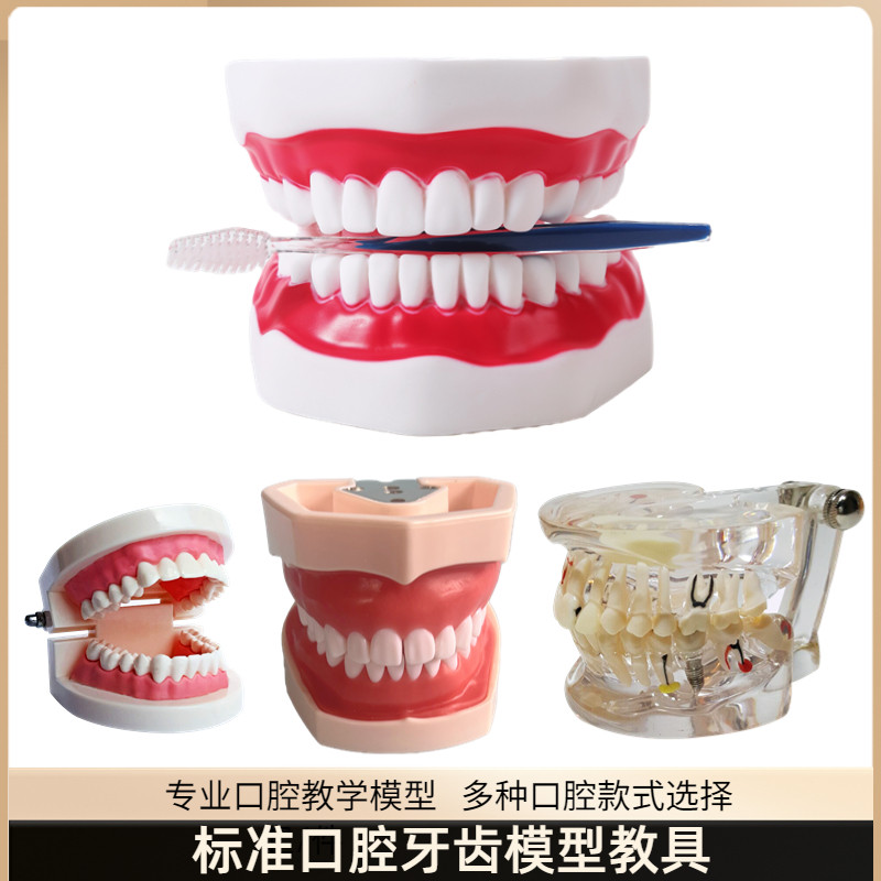 牙齿模型刷牙教具假牙仿真树脂口腔模型放大牙齿解剖备牙练习拆卸