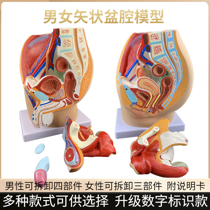 男女性盆腔矢状解剖模型女性生殖器官模型男女性生殖系统解剖模型