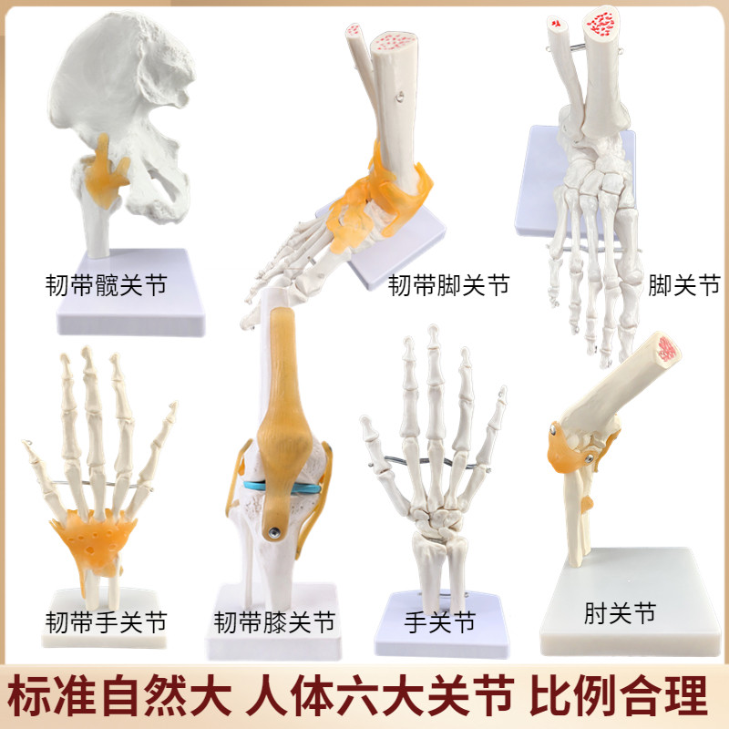 人体膝关节模型肘关节肩关节手关节脚关节髋关节模型1:1骨骼模型