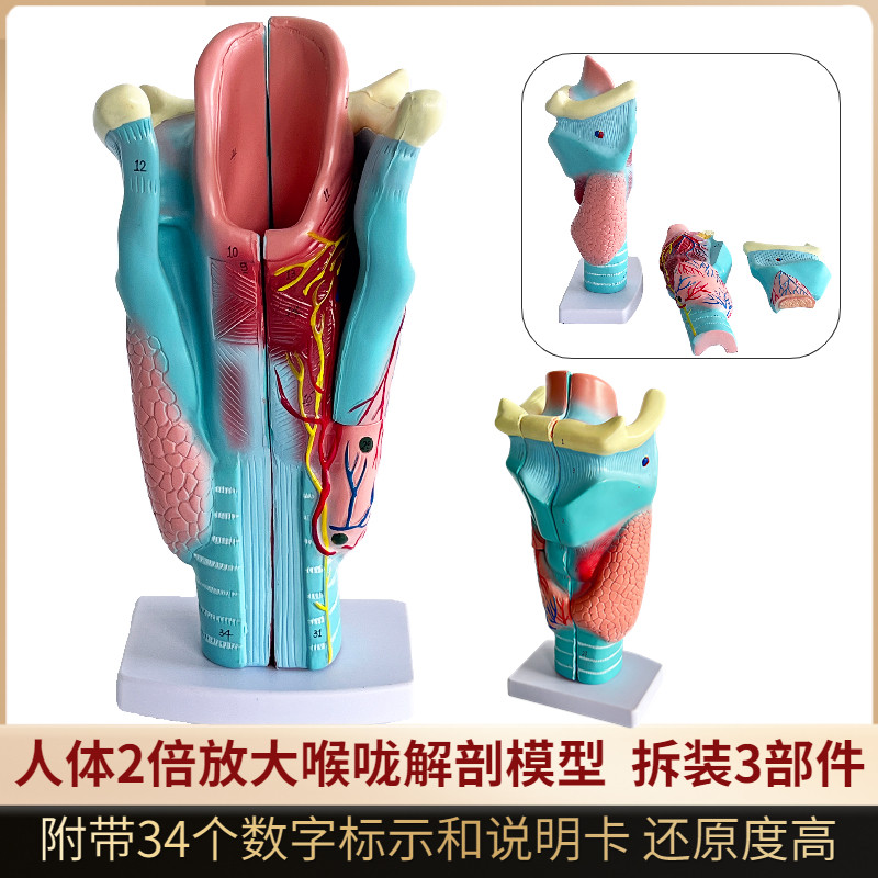 人体2倍放大咽喉模型 喉解剖喉部血管甲状腺喉结喉头喉咙教学仿真