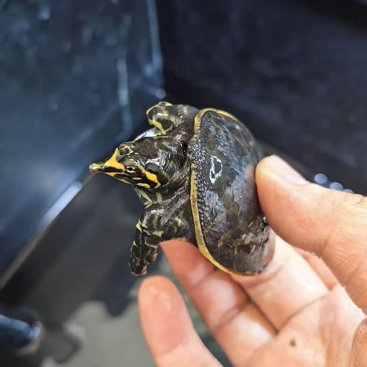 安缘黄缘龟蛋孵化全攻略:猪鼻龟、沼泽龟、西非仰泳龟、剃刀麝香龟,谁才是你心中的萌宠?-龟-淘宝百科网