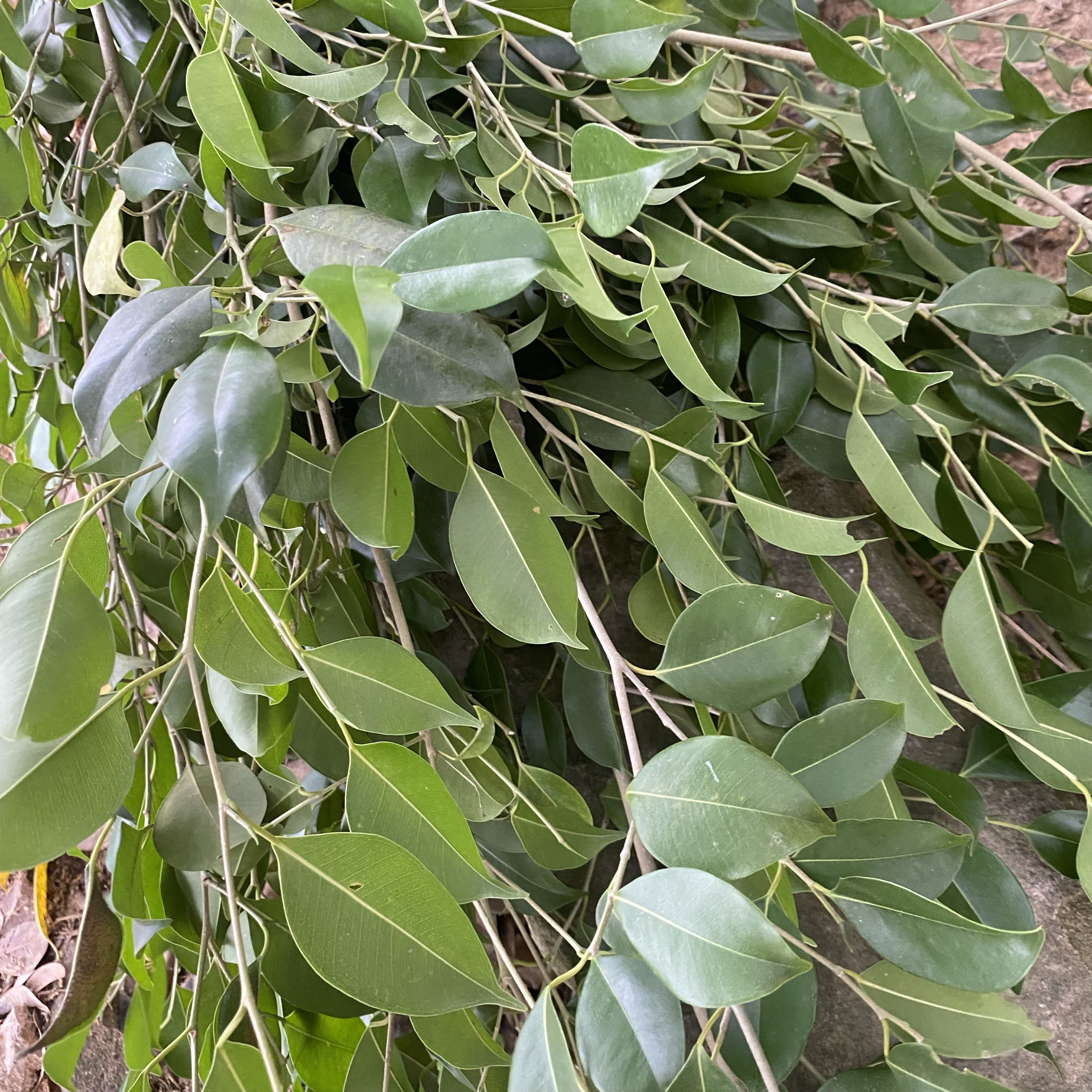 新鲜现采榕树枝叶：揭秘小叶榕细叶榕的药用价值，1斤能治百病？-鱼腥草-淘宝百科网