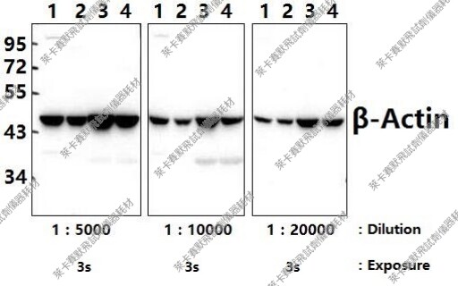Bioworld单/多克隆抗体 内参抗体&beta;-肌动蛋白I102/D165多克隆抗体