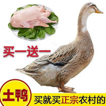 Authentic farmhouse Scattered Duck duck and duck Ducks Fresh Duck duck and duck Ducks Old Duck duck White Duck White Duck
