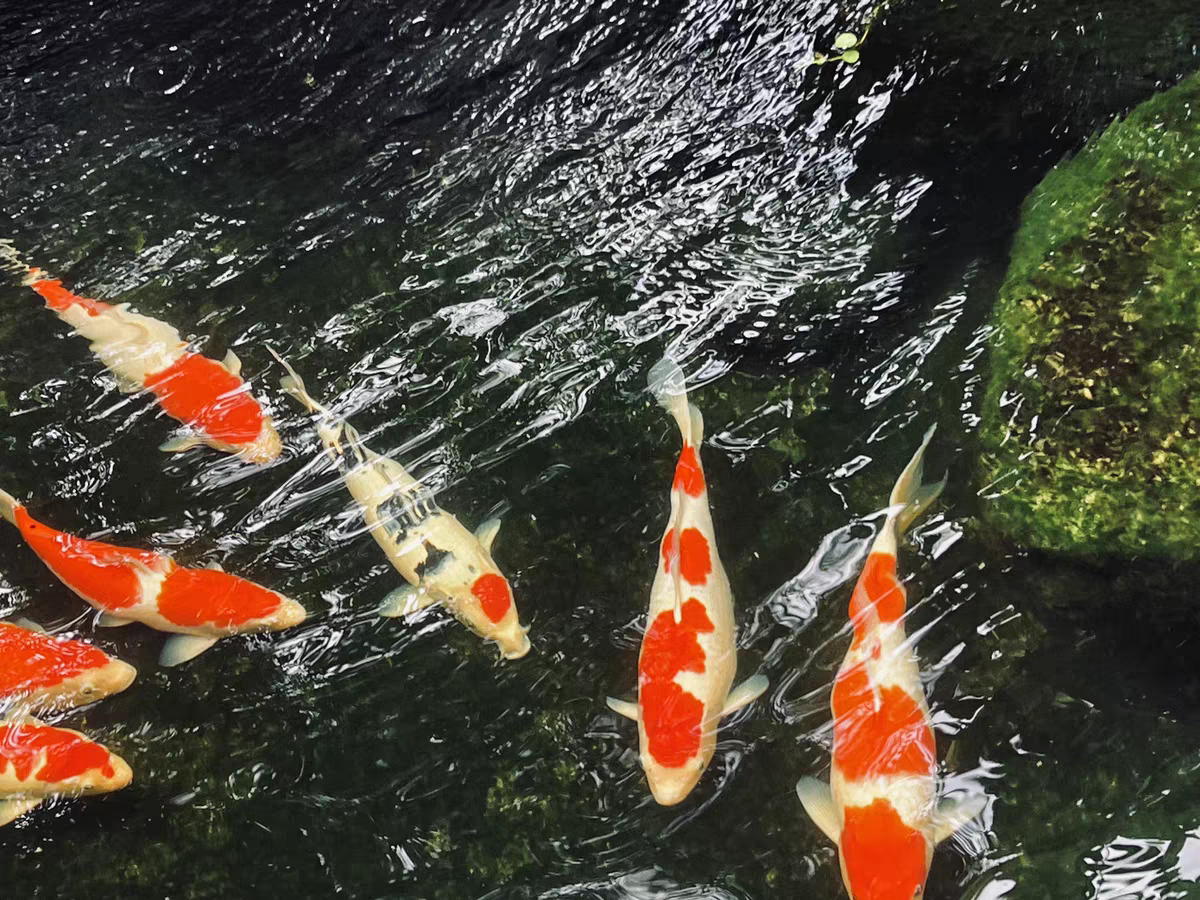 颠峰水族用品