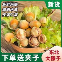 2024 Fresh Hazelnuts Large Particles Water Kernels Huan Huan Kernels Peeled Nuts Raw Hazelnuts New Fresh Fruits Northeastern Specialties