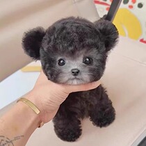 Purebred gray Teddy puppy pet dog live flying ear gray Teddy dog ​​tea cup body Teddy dog