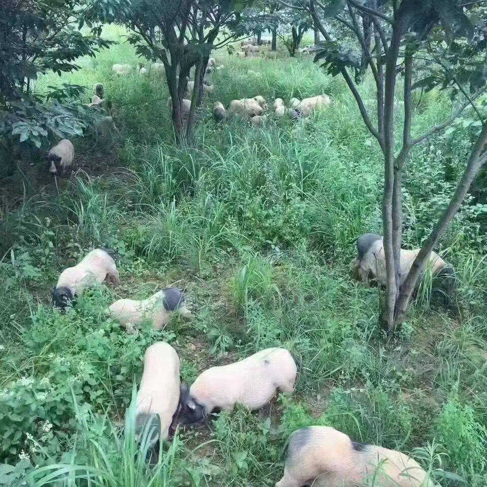 广西巴马香猪活苗幼崽,萌翻全场!养宠新宠+种猪养殖全攻略来啦!-香猪-淘宝好物网