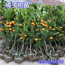 Raking and raking tangerine tangerine saplings ground planting sand sugar tangerines ugly tangerine saplings fruit trees planted in the north and south bearing fruit in the current year