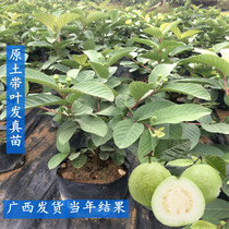 Guava saplings small-leaf guava four-season guava potted plants ground planting southern planting