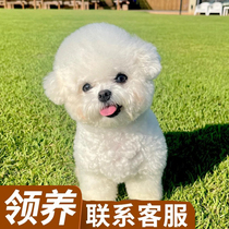 狗金毛幼犬狗狗泰迪狗仔比熊犬活物小狗柴犬博美拉布拉多宠物训练