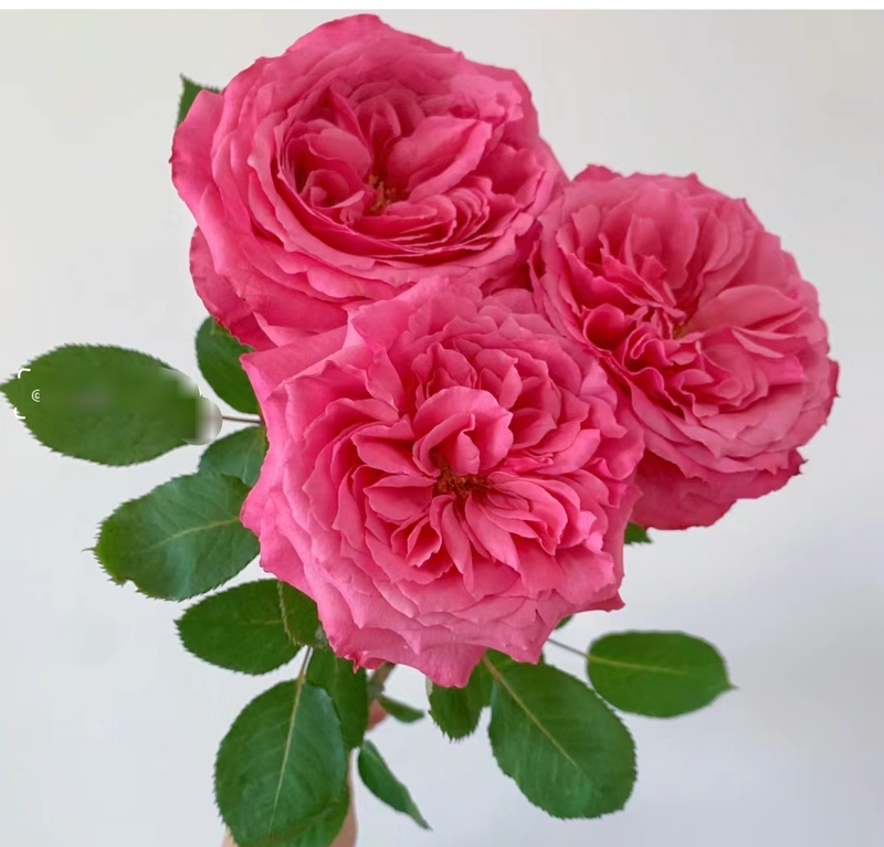 10 Small Red Rose Stems, Shipping Not Included, Please Pay for Postage 10 Small Red Rose Stems, Shipping Not Included, Please Pay for Postage