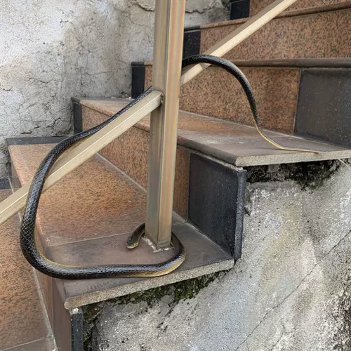 Реалистичный большой силиконовый ластик с животными, игрушка