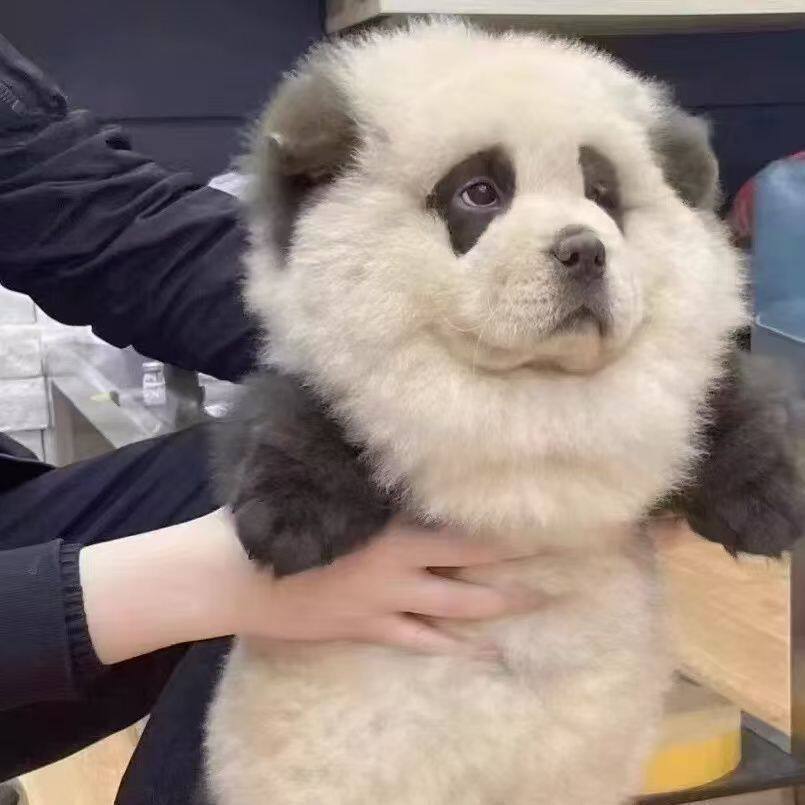 狮子狗的皮肤哪个好看？熊猫犬松狮幼犬包邮性价比高_游戏皮肤_淘宝游戏网