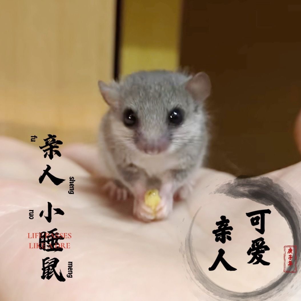 25年最新｜全款价西班牙睡鼠幼崽活体！迷你龙猫级萌宠，学生党必看避坑指南-仓鼠-淘宝好物网