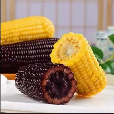 正宗应季黄糯玉米真空包装袋装黑糯玉米黏糯苞米独立包装低脂早餐