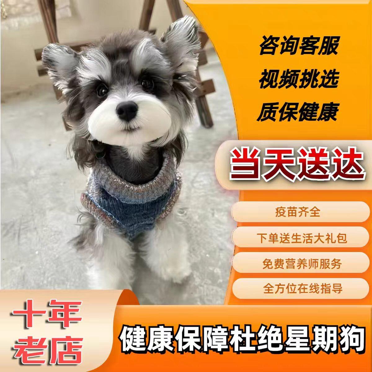 雪納瑞0936-993-639 地址:苗栗縣頭份市自強路16號(大中油旁) 加入好友LINE@372fehcs (+@)  【特寵業字第E1110020號】 FB禁止活體買賣。 版面不做回覆。, image size:1200x1200