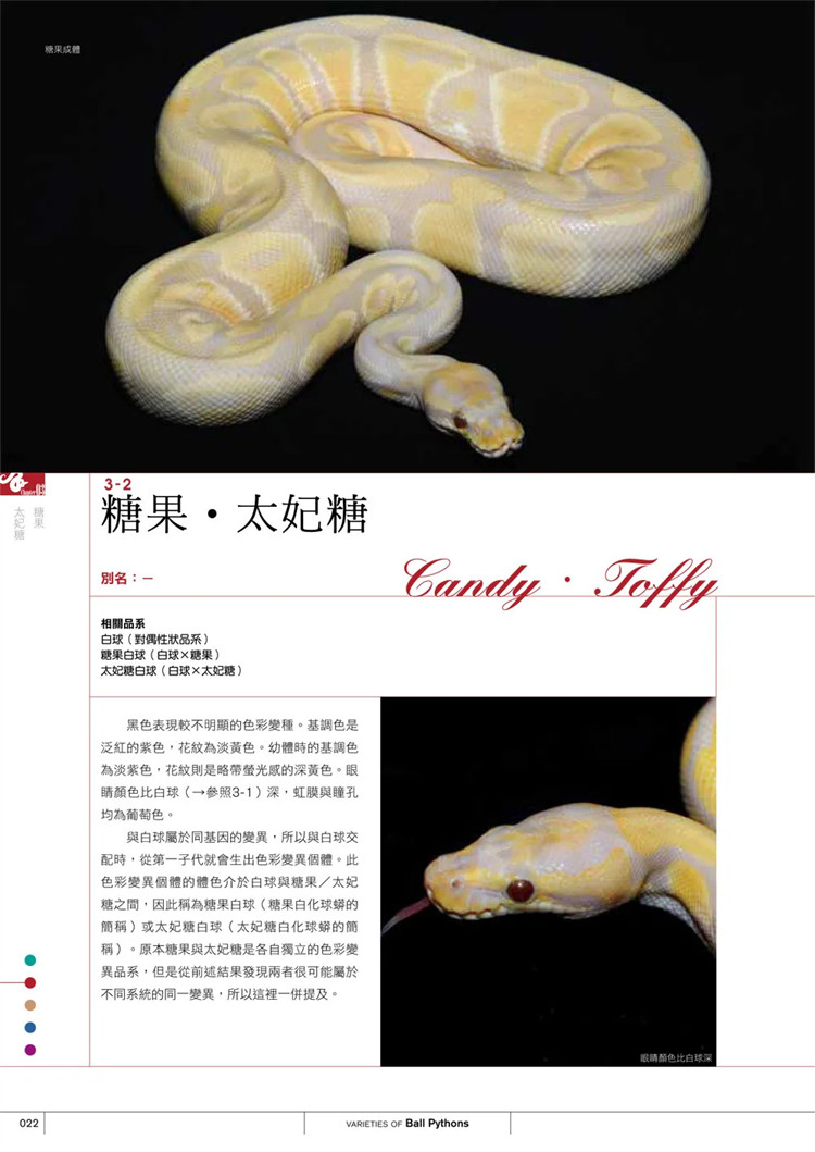 球蟒超图鉴现货来袭:如何轻松掌握球蟒生态及观赏要点?-科普读物-淘宝百科网