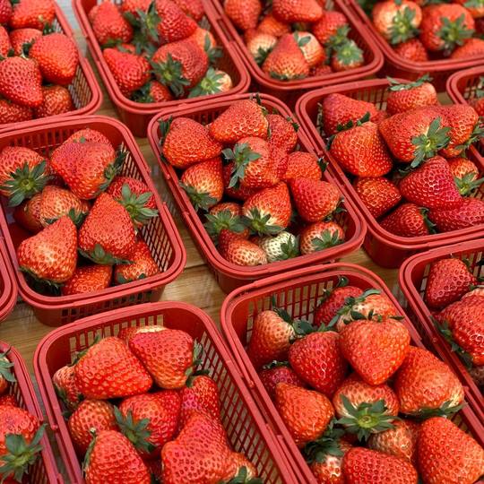 Strawberry Basket, Bayberry, Loquat, Egg Crate, Plum Basket, Fruit Picking Basin with Lid, Blue Plastic Basket, Rectangular