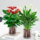 [Пакет из 2 горшков] Цветок фламинго особого сорта + белая пальма особого сорта (круглая чан + керамзит)