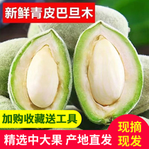 Seasonal fresh green almonds with thin shells and freshly picked green almonds. Original daily nuts. Special for pregnant women.