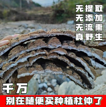 Use the wild Eucommia ulmoides in the deep mountains of Qinling Mountains to make soup make tea and wine and make 500g of Eucommia ulmoides peel Chinese medicinal materials.