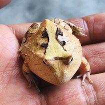 Overlords horned frog Overlords horned frog Overlords horned frog original color Overlords horned frog Overlords horned frog Overlords horned frog