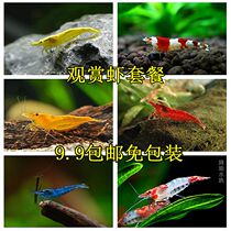 Sakura Shrimp Ultra Fire Shrimp Blue Velvet Shrimp Chocolate Shrimp Golden Back Shrimp Black Shell Shrimp Crystal Shrimp Set Free of Packaging