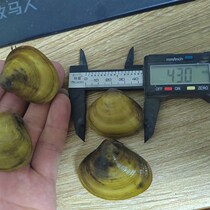 Black shell shrimp ornamental shrimp tools shrimp shrimp feed shrimp grass shrimp removal tank O grass algae feeding freshwater shrimp cleaning shrimp