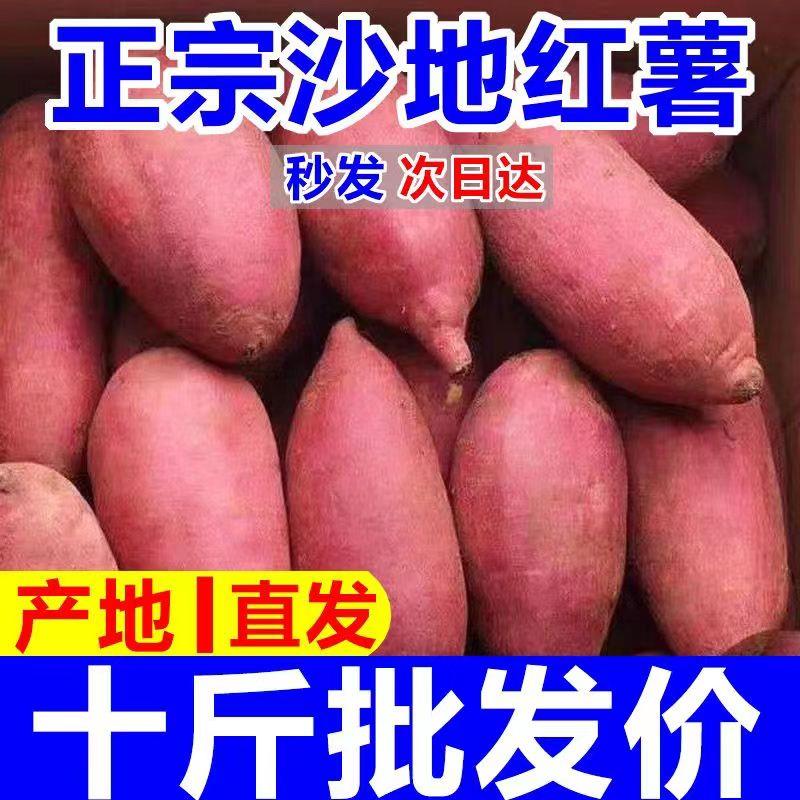 Sandy new chestnut sweet potato 10 pounds freshly dug and found super sweet non-watermelon red honey potato candied chestnut potato fresh sweet potato