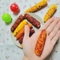 Mini corn teething sticks hamsters rabbits bears teething snacks golden bears food and nutrition