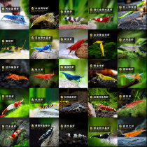 Ornamental shrimp cherry blossom golden rice shrimp custard tennis shrimp large riverweed shrimp sapphire blue velvet red nose gun tiger stripe