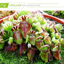 (Big Boy Pitcher Plant) Australian Carnivorous Plants Mosquito Repellent Pitcher Plants Interesting Green Potted Plants