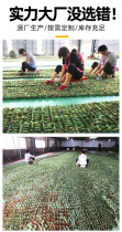 Camouflage net shading net indoor shading net room shading net ventilation elastic anti-aging fence net breathable mesh