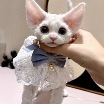 Pure white blue-eyed German curly cat purebred double bloodline black and white pure black and brown tabby imperial cat pet cattery