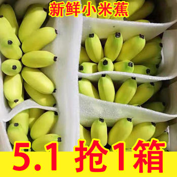 Authentic guangxi millet banana banana 9 jin jin is equal to 0.5 kg fresh fruit whole box seasonal fresh apple banana naturally ripe pink banana