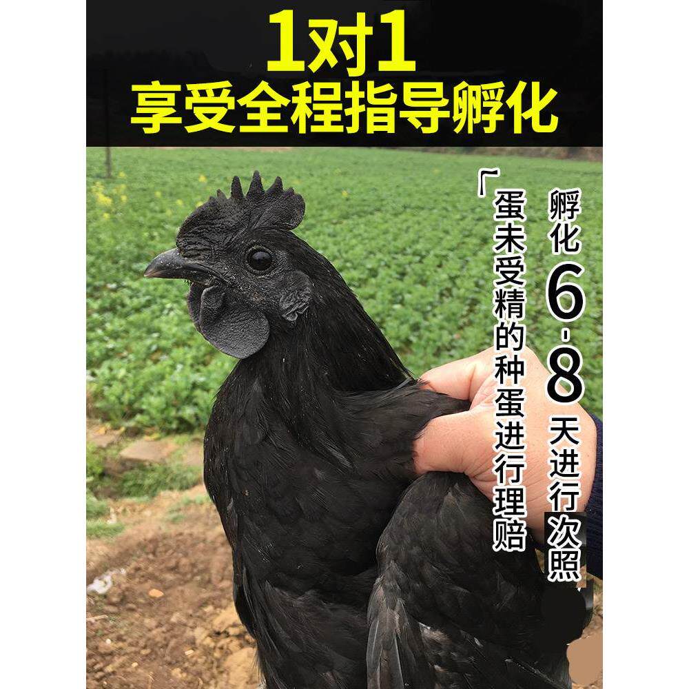五黑一绿鸡种蛋能孵小鸡吗?纯种乌骨鸡绿皮蛋30枚包邮揭秘-鸡蛋包装-淘宝百科网