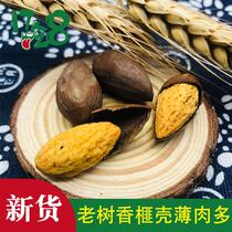 2023 New goods old tree fragrant torreya small packing bag 500g shell thin meat scents special production Shaoxing and maple bridge Xiangya