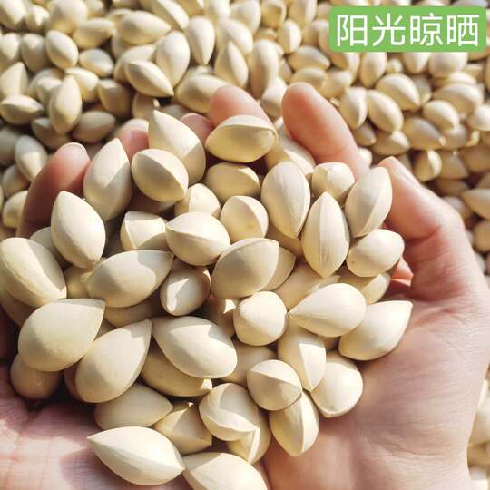 银杏2025泰兴新鲜纯天然大佛指自然生长带壳无漂白白果官方旗舰店