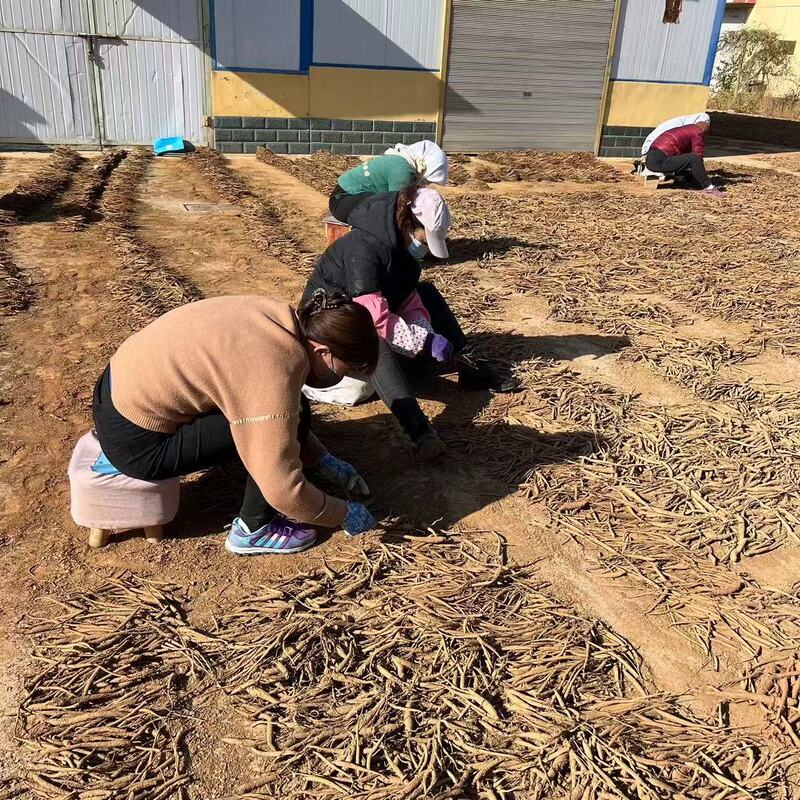【Dried Angelica Root, 1.0kg Packs】Store in the Freezer or Vacuum-Sealed in the Refrigerator, Mixed Sizes, with Soil Attached, No Compensation for Breakage