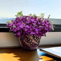 Purple Leaf Vinegar Pulp Seed balls Three Leaf Lucky Grass Fried Sauce Grass Indoor Many Years Raw Potted Purple Squeezed Sauce Grass Flower Seed