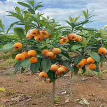 Loquat saplings grafted to big five-star seedless loquat tree fruit saplings planted in four seasons potted Pipa saplings bear fruit in the same year