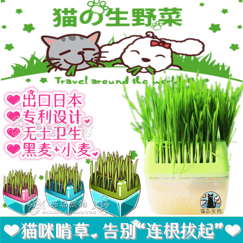 Cat Island Pets ● Export Japanese patented land - grown cat grass pack box to go fur ball wheat