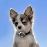 Buddyarmor Pet Cat Cat Small Dog Special Airtag защитные колпачки индивидуально